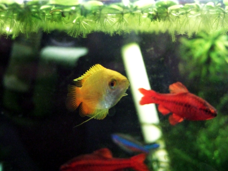 はにー