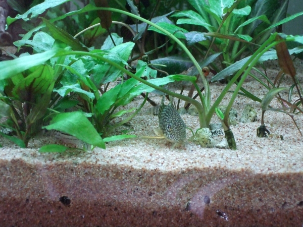 ステルバイ近況
