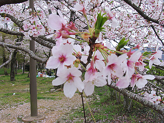 2010hanami_sakura01.jpg