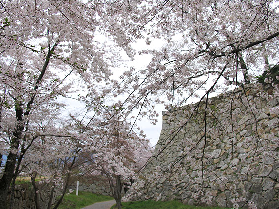 2010hanami_sakura02.jpg