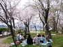 2010hanami_day.jpg