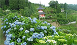 美作市　大聖寺　アジサイ祭り　津山瓦版