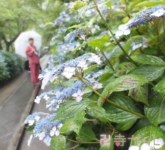 あじさいの花