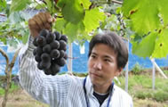 生産者兼HP担当 井伊賢治