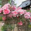 2013年 愛染寺のボタンの花