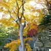 津山城(鶴山公園)の紅葉と「ご当地グルメ・フェスティバル」