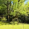 菩提寺の国指定の天然記念物 大イチョウ
