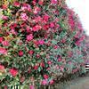 山茶花の花(勝部)