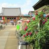 2014年清眼寺のボタンの花です。