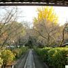 長法寺のイチョウの木(津山市井口)