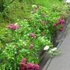 梅の里公園近くのアジサイの花(神代)
