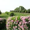 沼住居跡地のつつじやサツキの花