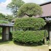 宰務家のヒイラギ 市指定天然記念物