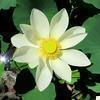 新善光寺のハスの花