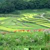 大垪和と打穴の彼岸花
