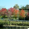美作市総合運動公園(岡山県美作ラグビー・サッカー場)内の紅葉