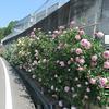 ニュー三楽園のバラの花(久米南町下弓削)