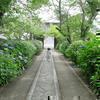 長法寺のアジサイの花