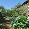 2017年6月の津山城(鶴山公園)のアジサイの花
