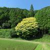 鏡野の七色樫の木