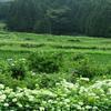 阿波の高福寺のアジサイの花(2017年)