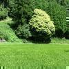 七色樫(鏡野)