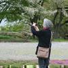 2018年4月7日の津山城(鶴山公園)のさくら