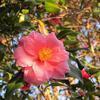 千光寺の椿の花（2014年2月）