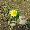 津山城（鶴山公園）3月の花たち