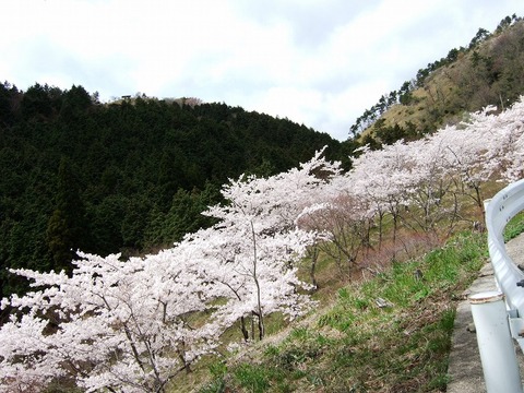 声ヶ乢 斜面の桜