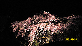 夜桜 285_1