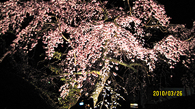 夜桜 285_2