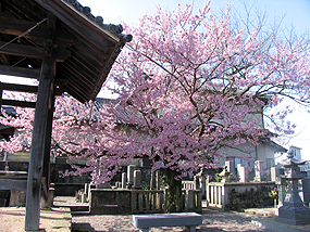 桜、昼間
