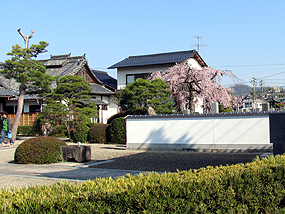 桜、遠景