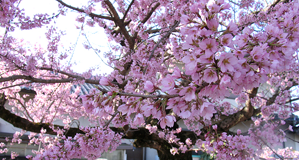 本行寺鐘楼側の桜の木