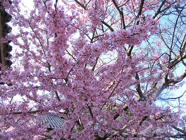 本行寺の枝垂れ桜 600_1