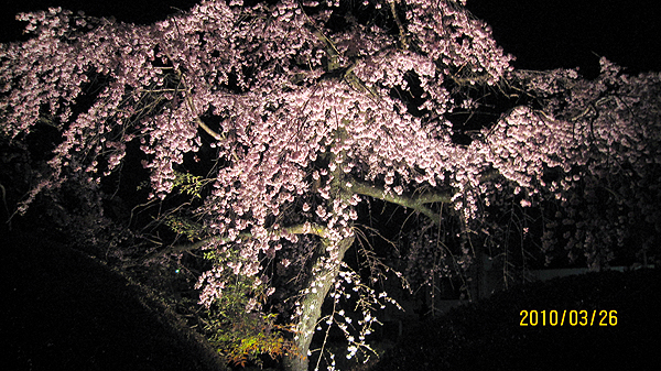 枝垂桜が綺麗にさいています