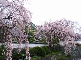 千光寺の駐車場側の枝垂桜