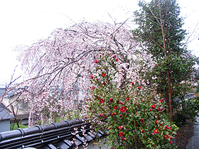 千光寺、子供の枝垂桜