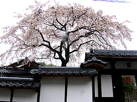 連光寺、入り口近くの枝垂れ桜。