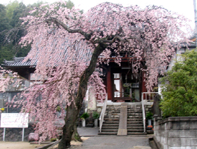 連光寺の枝垂れ桜