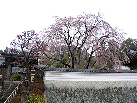 千光寺、駐車場から見る枝垂れ桜