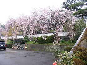 千光寺、見事な枝垂れ桜