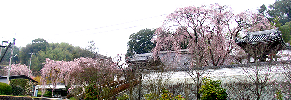 千光寺ヘッダ