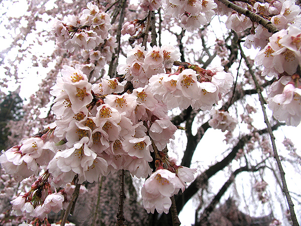 千光寺、空から降ってくる枝垂れ桜