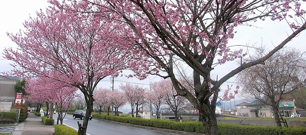 東一宮のさくらヘッダ