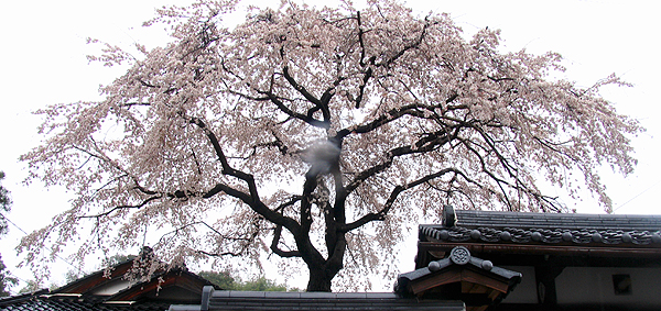 雨の桜