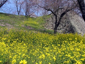 菜の花とさくらのコラボ