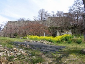 菜の花と石垣