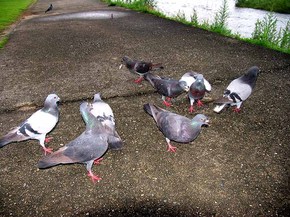 hato2.jpg